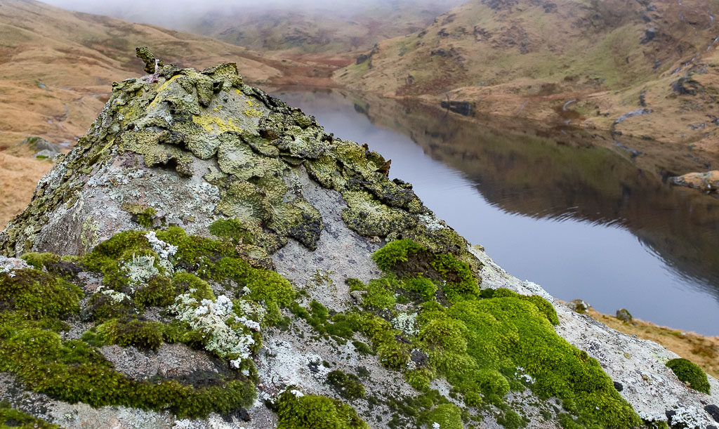 Lichen and moss on granite boulder in Lake District